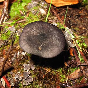 Entoloma discrepans