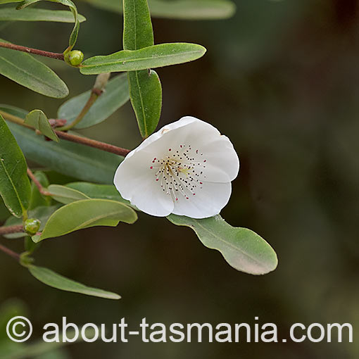 Eucryphia lucida, leatherwood, Tasmania