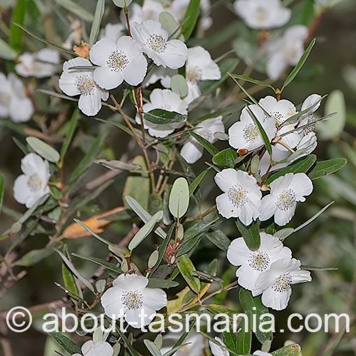 Eucryphia lucida, leatherwood, Tasmania