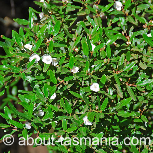 Eucryphia lucida, leatherwood, Tasmania