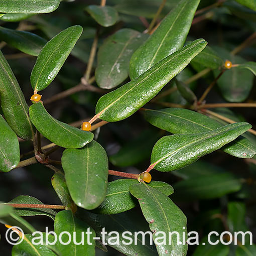 Eucryphia lucida, leatherwood, Tasmania