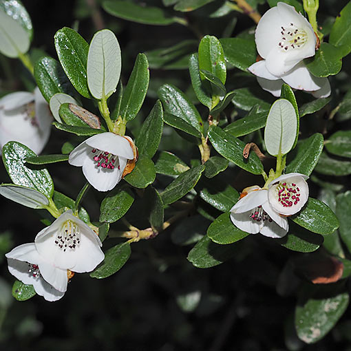 Eucryphia milliganii, Dwarf Leatherwood, Tasmania