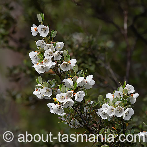 Eucryphia milliganii, Dwarf Leatherwood, Tasmania