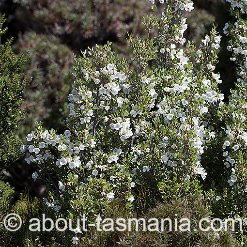 Eucryphia milliganii, Dwarf Leatherwood, Tasmania