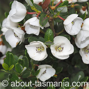 Eucryphia milliganii