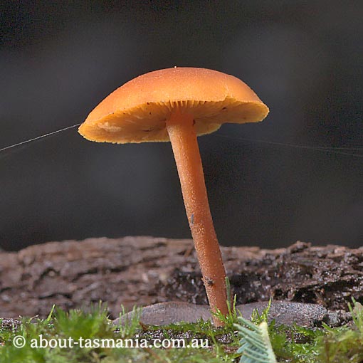 Gymnopilus austropicreus, fungi, Tasmania