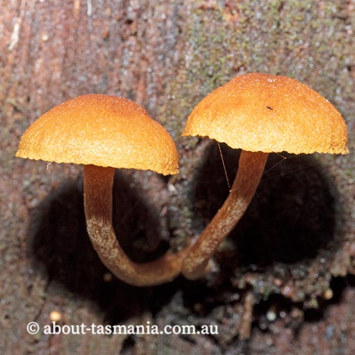 Gymnopilus austropicreus, fungi, Tasmania