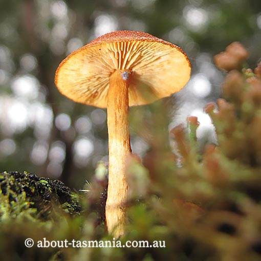 Gymnopilus austropicreus, fungi, Tasmania
