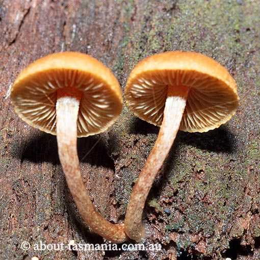 Gymnopilus austropicreus, fungi, Tasmania