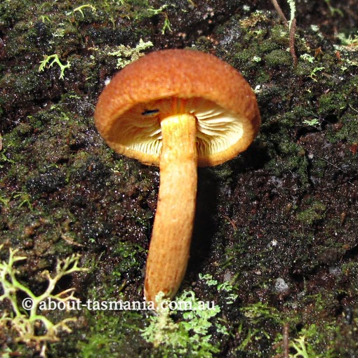 Gymnopilus austropicreus, fungi, Tasmania