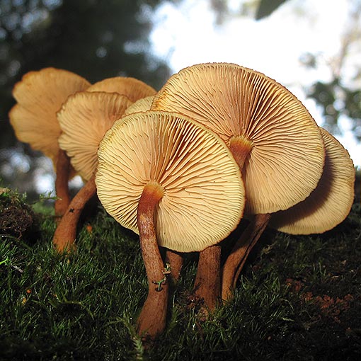 Gymnopilus ferruginosus | About Tasmania