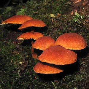 Gymnopilus ferruginosus