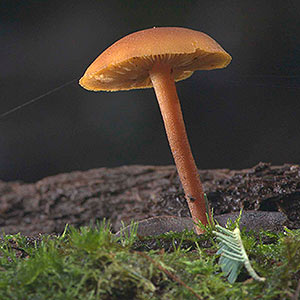 Gymnopilus austropicreus