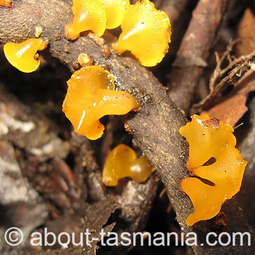 Heterotextus peziziformis, fungi, Tasmania