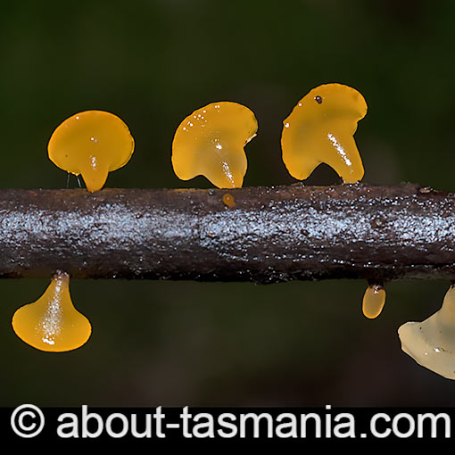 Heterotextus peziziformis, fungi, Tasmania