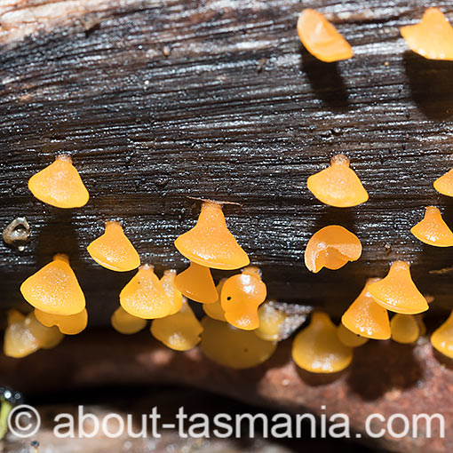 Heterotextus peziziformis, fungi, Tasmania