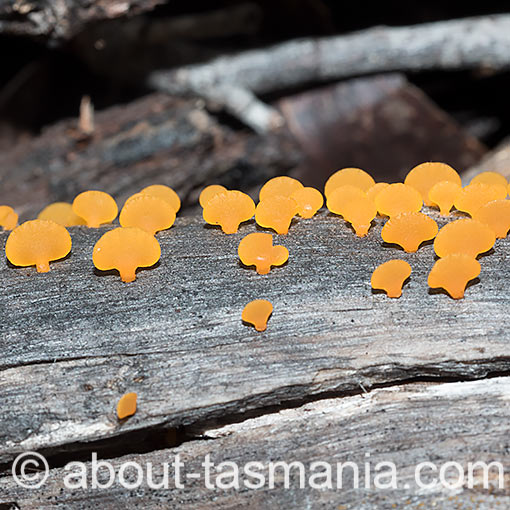 Heterotextus peziziformis, fungi, Tasmania