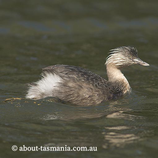 Hoary-headed Grebe, Poliocephalus poliocephalus, Tasmania