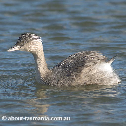 Hoary-headed Grebe, Poliocephalus poliocephalus, Tasmania