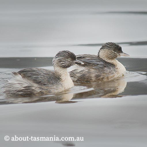 Hoary-headed Grebe, Poliocephalus poliocephalus, Tasmania