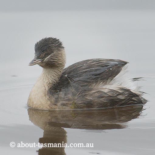 Hoary-headed Grebe, Poliocephalus poliocephalus, Tasmania