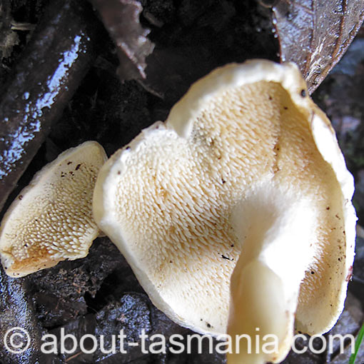 Hydnum repandum, fungi, Tasmania