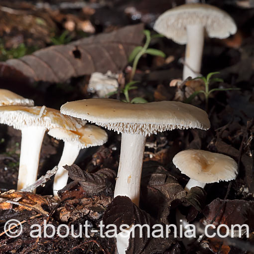 Hydnum repandum, fungi, Tasmania