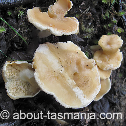 Hydnum repandum, fungi, Tasmania