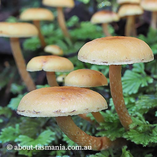 Hypholoma fasciculare var. fasciculare, fungi, Tasmania