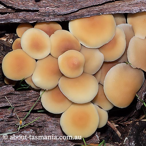 Hypholoma fasciculare var. fasciculare, fungi, Tasmania