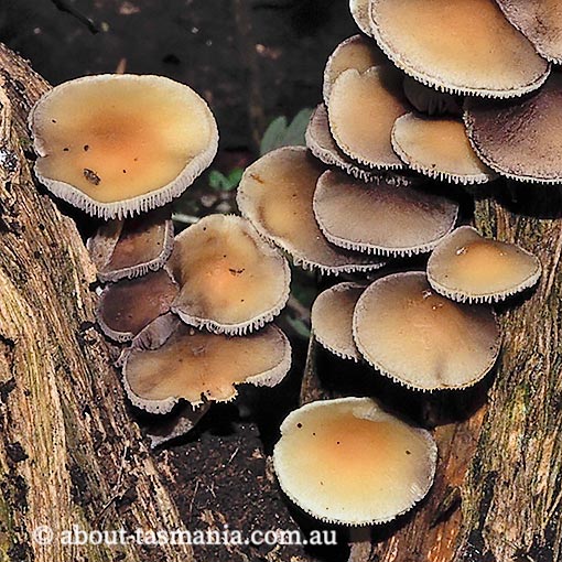 Hypholoma fasciculare var. fasciculare, fungi, Tasmania
