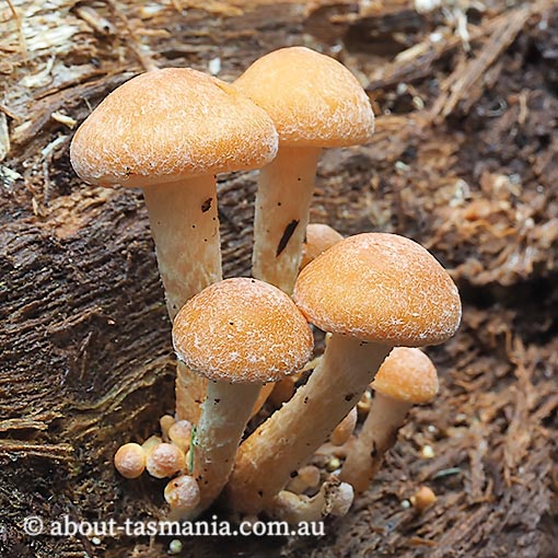 Hypholoma fasciculare var. fasciculare, fungi, Tasmania
