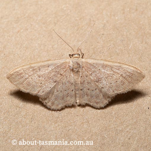 Idaea philocosma, Geometridae, Tasmania, moth