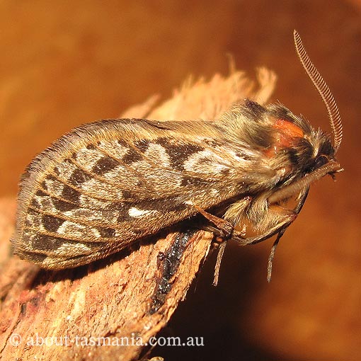 Jeana delicatula, Hepialidae, Tasmania, moth