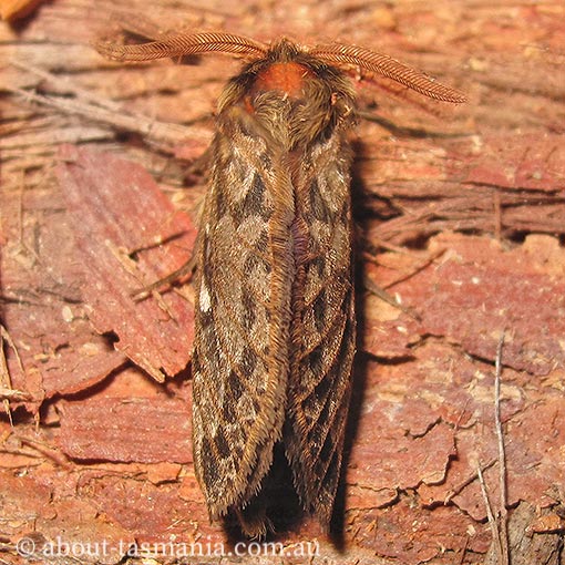 Jeana delicatula, Hepialidae, Tasmania, moth