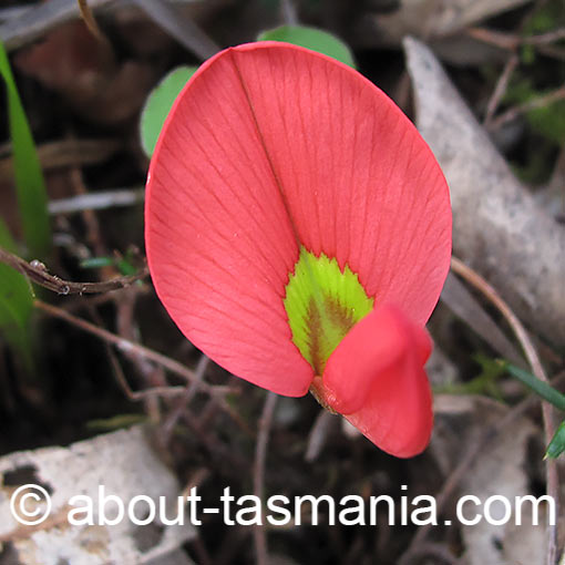 Kennedia prostrata, running postman, flora, Tasmania