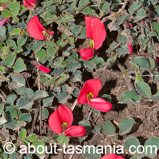 Kennedia prostrata, running postman, flora, Tasmania
