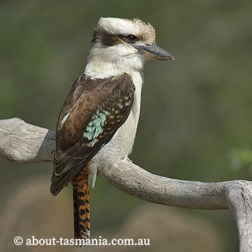 Laughing Kookaburra, Dacelo novaeguineae, Tasmania