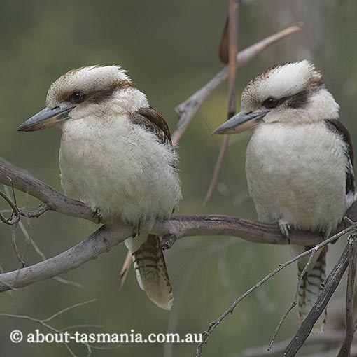Laughing Kookaburra, Dacelo novaeguineae, Tasmania