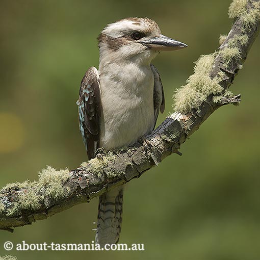 Laughing Kookaburra, Dacelo novaeguineae, Tasmania