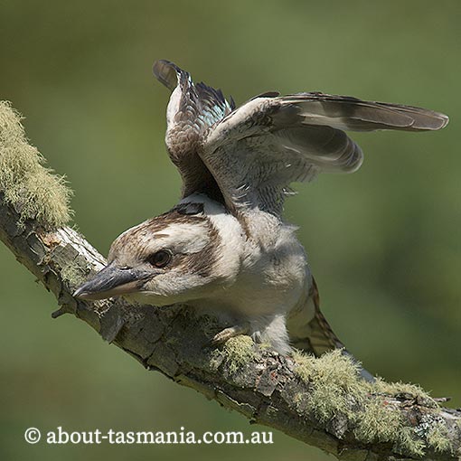 Laughing Kookaburra, Dacelo novaeguineae, Tasmania