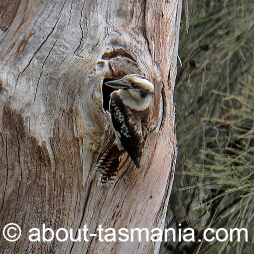 Laughing Kookaburra, Dacelo novaeguineae, Tasmania