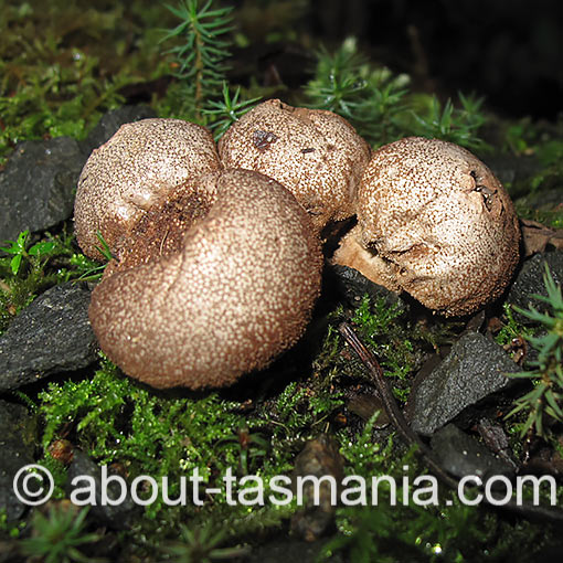 Lycoperdon pyriforme, fungi, Tasmania