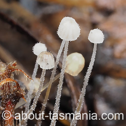 Mycena albidocapillaris, fungi, Tasmania