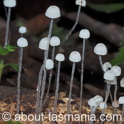 Mycena albidocapillaris, fungi, Tasmania