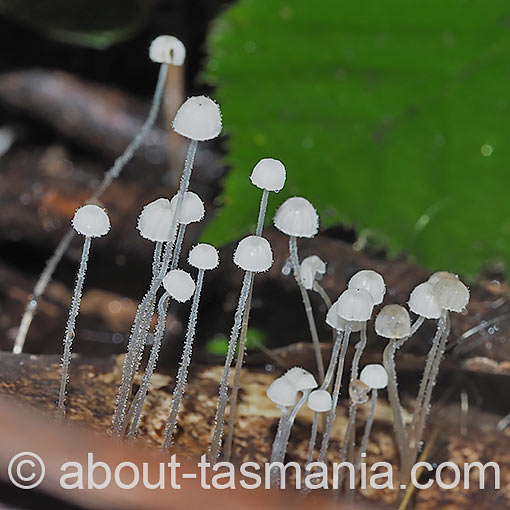 Mycena albidocapillaris, fungi, Tasmania