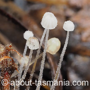 Mycena albidocapillaris
