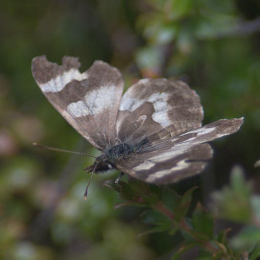 Leprea brown, Nesoxenica leprea elia, Tasmania