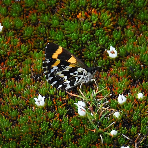 Leprea brown, Nesoxenica leprea, butterfly, Tasmania
