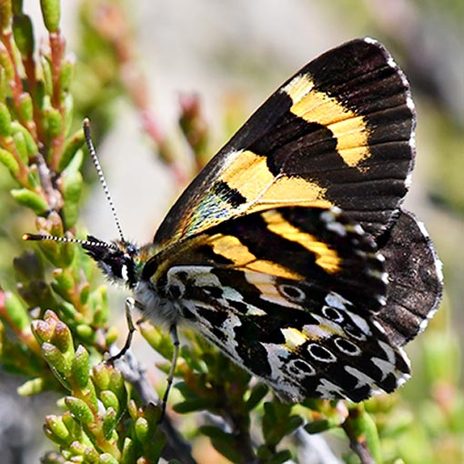 Leprea brown, Nesoxenica leprea, butterfly, Tasmania